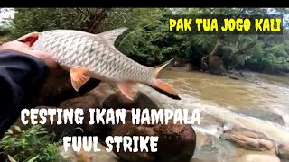 Cesting Ikan Hampala fuul Strike