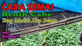 Cara Semai Cabe Yang Baik dan Benar