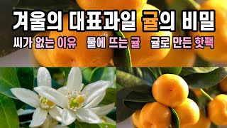 겨울의 대표과일 귤의 비밀