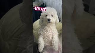 What? #funny #dog