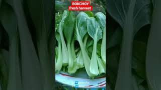 BOKCHOY ~fresh harvest #shorts #bokchoy