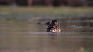 Mallard under water