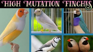 Finch Mutation | Finch Mutation Color | Gouldian Finch | Khan Birds Collection