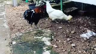 Ayam polandia mahkota jambul