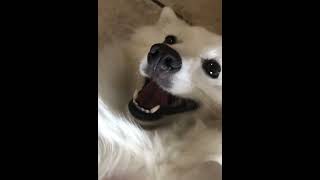 Smiling American Eskimo Dog