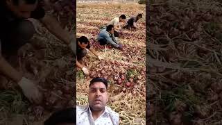 Onion #kisaan #subscribe #farmya #trending #trator #salmankhan #agriculture #shorts