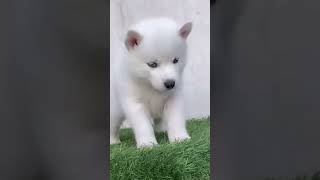 HUSKY PUPPY FOR SALE MOBILE NO- 99919 88536 #doglover #terding #dog #cute #puppy #husky