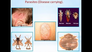 Parasites|Do parasites go away on their own|