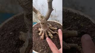 Cara Membuat Akar Bonsai Bunut dari Pecah Batang Setelah 2 Tahun