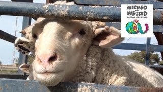 Wicked & Weird Episode 6 Teaser: The Booligal Sheep Races