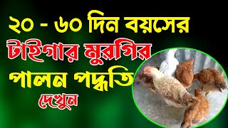 ২০ - ৬০ দিন বয়সের টাইগার মুরগির পালন পদ্ধতি দেখুন || টাইগার মুরগির বাচ্চার পালন পদ্ধতি |টাইগার মুরগি