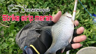 CARA MUDAH MERASAKAN SENSASI TARIKAN SIRIP MERAH