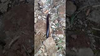 This is a Black Millipede.#millipede.