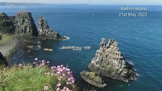 Common Guillemots and Razorbills incubating their eggs