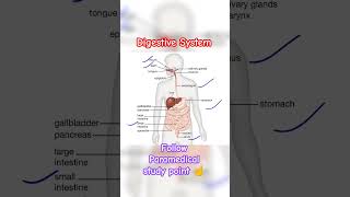 Digestive System