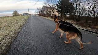 German shepherd on walk. Eros på tur. 18.11.2024. still you tubes most boring video part 2