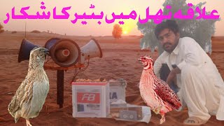 Quail net hunting Batair ka shikaar 2021 part2!!batair ki awaz!female quail sound!BATAIR HI BATAIR!!