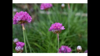 ARMERIA MARITIMA (Clavelina de mar)