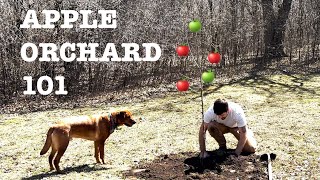 Apple Tree Planting | Getting Started on Your Apple Orchard Apple Tree Planting