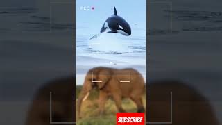 Big Elephant end Orca #shorts #short