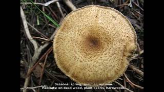 Polyporus arcularius. Champimaginatis. English Text.