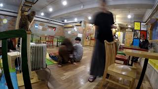 Seoul - Cat Café