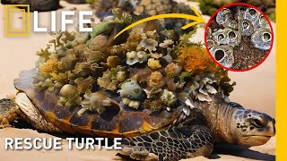 Removing barnacles to restore a sea turtle’s health and freedom | Animal rescue compilation