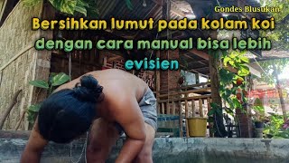 Bersihkan lumut kolam koi dengan cara manual