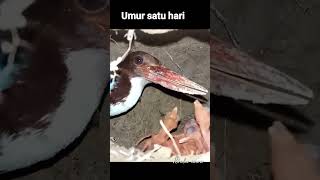 kelima bayi tengkek udang menetas sempurna.#anak raja udang,#short