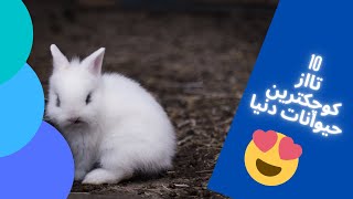 10 تا از کوچکترین حیوانات جهان😍