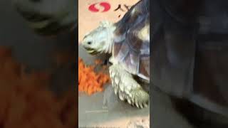 Tortoise eating carrots #pets #tortythetortoise