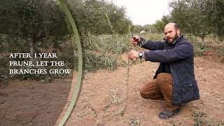 Explainer |How to Prune a young Olive Plant | OliveCulture