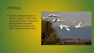 Лебеди, журавли, чайки природоведение 6 кл