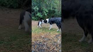 Border colie chien de ferme #chiot #cuteanimal #bordercollie