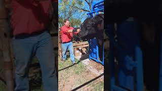 تركيب حلقات الأدن لتور ضخم #cow #bigbull  #shorts