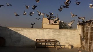 Kashif Ustad Pigeons 5 number karachi