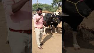 #shorts hf ఆవు 25 లీటర్ల పాలు @MalleshAdla #trending #cow