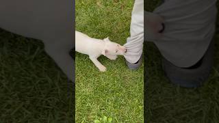 Nita Twin Biting On Pa Daddy Pants Leg 😂😂🐾❤️🖤 #AKC #BullTerrier #Cute #Beautiful #Puppy #White