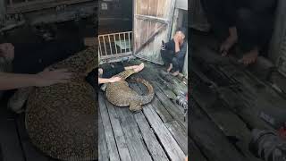 @MillerWilson sedang main sama komodo nya borneo ges🤟😅⚠️#biawak #borneo #shorts #video