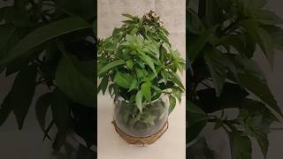 طريقة سهلة لتجذير نبات الريحان فالمنزل 生根植物 Rooting plants #shorts