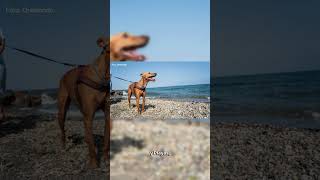 El Ejido inaugura una playa para perros