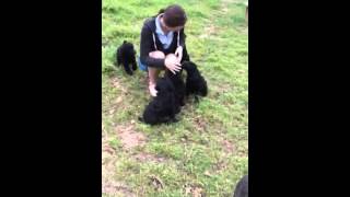 standard poodle puppies - san antonio