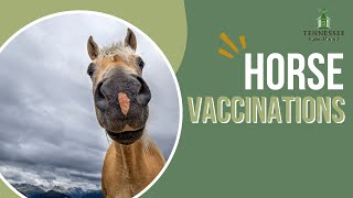 Equine Vaccinations with Dr. Emily Guest