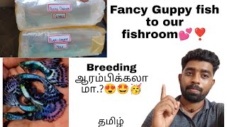 Fancy Guppy Fish to our #fishroom | @aquapetsfarmtamil4785