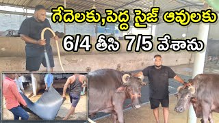 గేదెలకు పర్ఫెక్ట్ SS dairy farm| buffalo mats @MalleshAdla