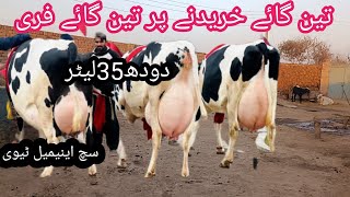 03466152628| cholistani friesian cross cow| friesian cholistani cross gay| cholistani cows|