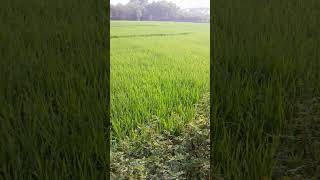 green field of Bangladesh #shorts #nature #amazing #video