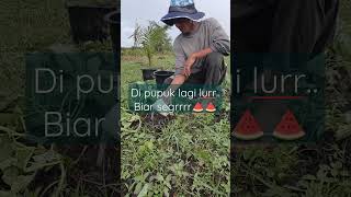 pupuk susulan ke3 tanaman semangka #shorts