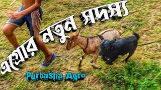 খামারে নতুন দুই সদস্য || Purbasha Agro || ছাগল পালন শিখতে হবে