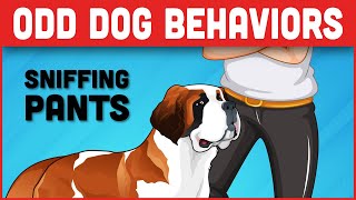 10 Odd Dog Behavior And Their Meaning